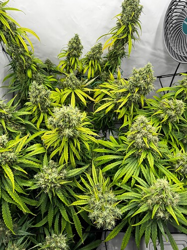 Growreport Bild 1