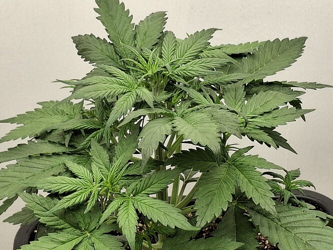 Growreport Bild 55