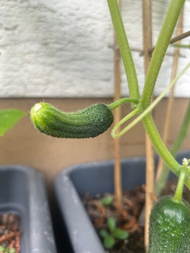 Growreport Bild 33