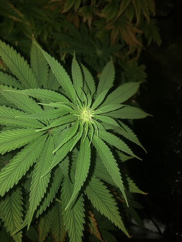 Growreport Bild 5