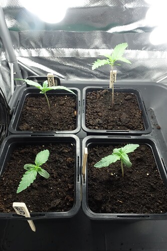Growreport Bild 3