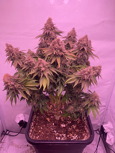 Growreport Bild 8