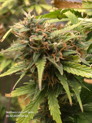 Nahaufnahme eines Cannabis-Buds in der Blütephase mit sichtbaren Trichomen und braunen Pistillen.