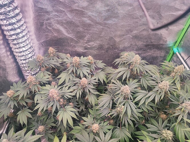 Growreport Bild 4