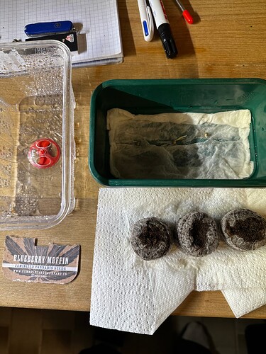 Growreport Bild 34