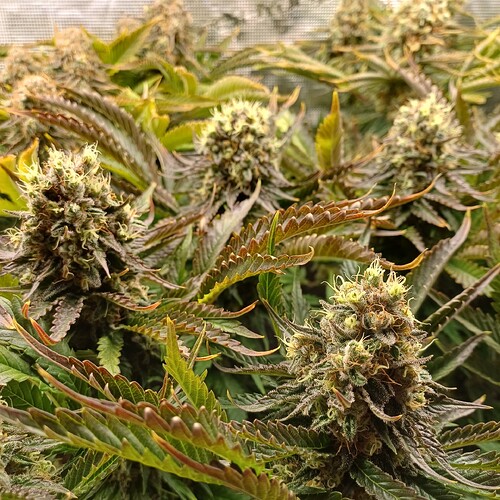 Growreport Bild 3