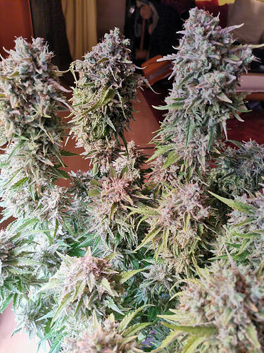 Growreport Bild 19