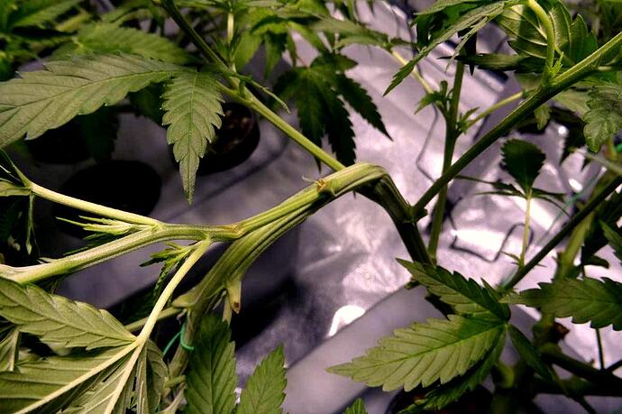 Growreport Bild 52