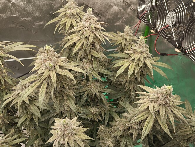 Growreport Bild 4