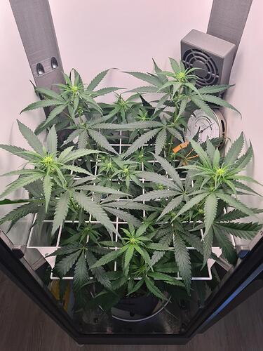 signal-2024-08-11-110941_004