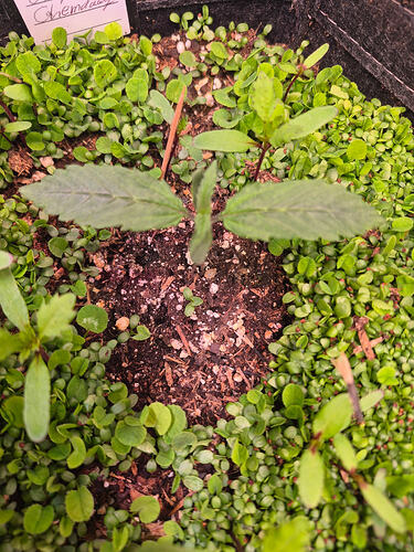 113806