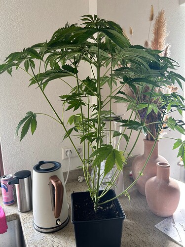 Growreport Bild 29