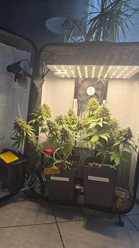 Growreport Bild 1