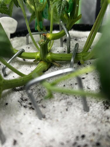 Growreport Bild 28