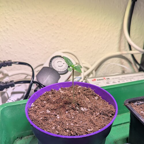 Ein kleiner Cannabis-Sämling in einem lila Topf, der in einer Aufzuchtstation steht.