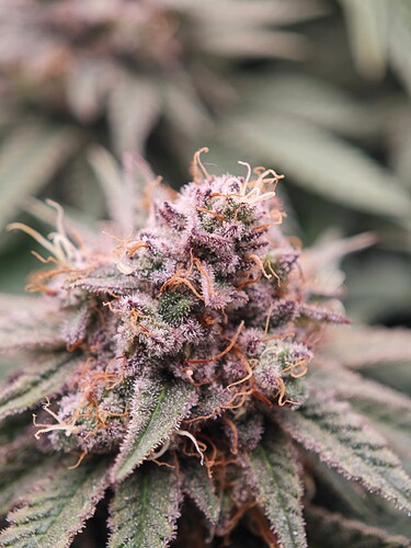Growreport Bild 13