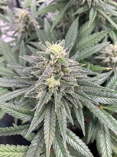 Growreport Bild 1