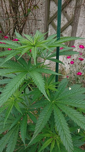 Growreport Bild 17