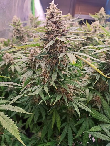 Growreport Bild 2