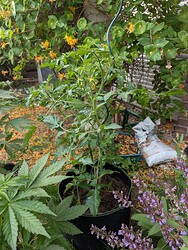 PXL_20250526_171320237