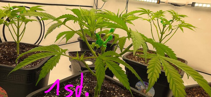 Growreport Bild 21