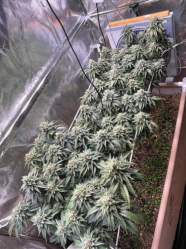 Growreport Bild 4