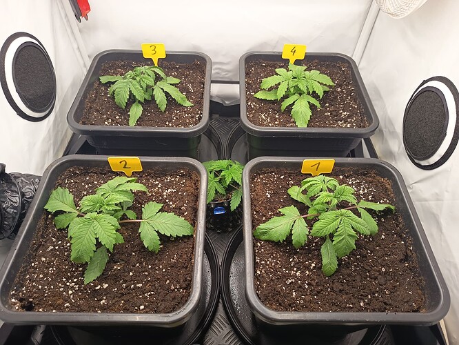 Growreport Bild 7