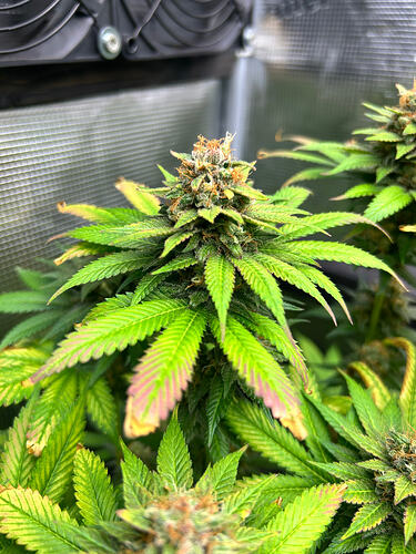 Nahaufnahme eines Cannabis-Buds in der späten Blütephase mit sichtbaren Trichomen und herbstlicher Blattverfärbung in einem Growzelt.
