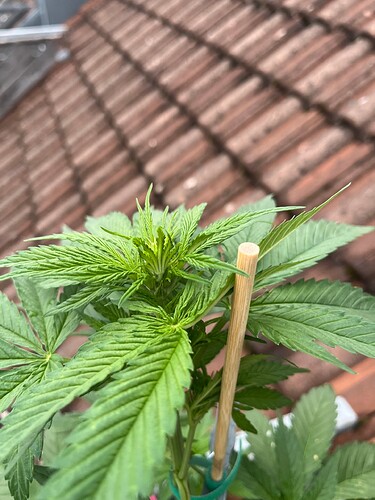 Growreport Bild 5