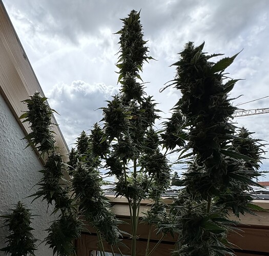 Growreport Bild 17