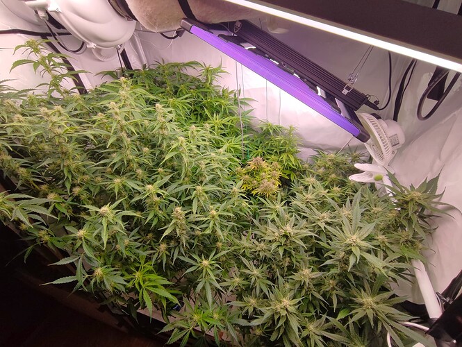 Growreport Bild 1