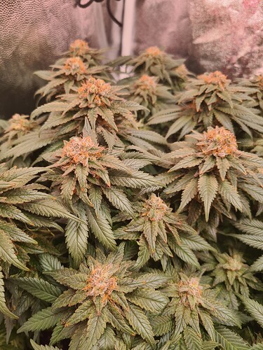 Growreport Bild 39