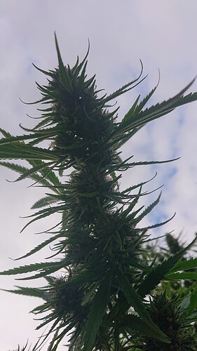 Growreport Bild 20