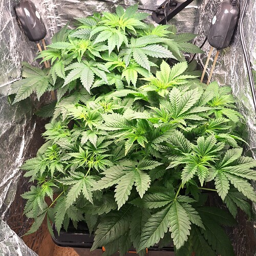 Zwei junge Cannabispflanzen in einem Zelt, die sich in der Wachstumsphase befinden und bereits eine Höhe von über 30 cm erreicht haben.