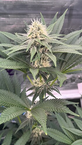 Growreport Bild 23