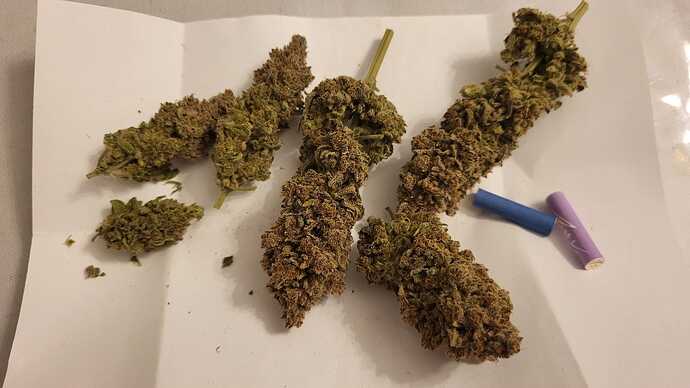 Growreport Bild 29