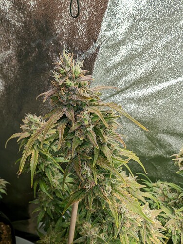 Growreport Bild 12