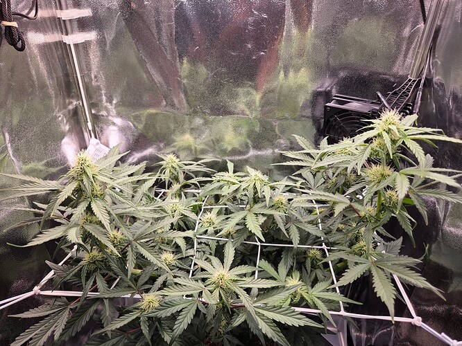 Growreport Bild 2