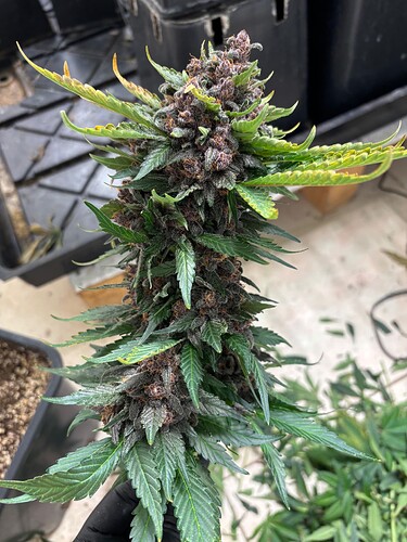 Growreport Bild 64