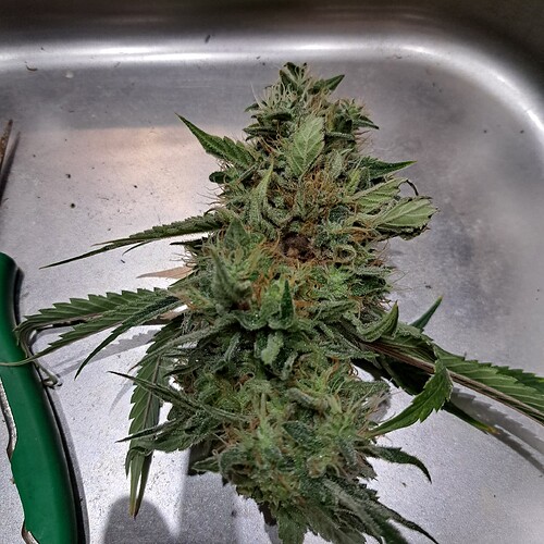 Growreport Bild 28