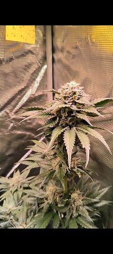 Growreport Bild 23