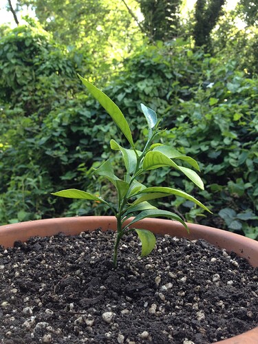 Growreport Bild 40