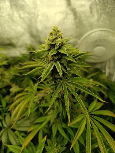 Growreport Bild 12