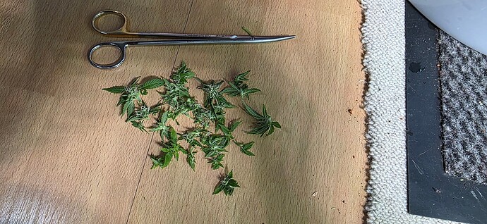 Growreport Bild 28