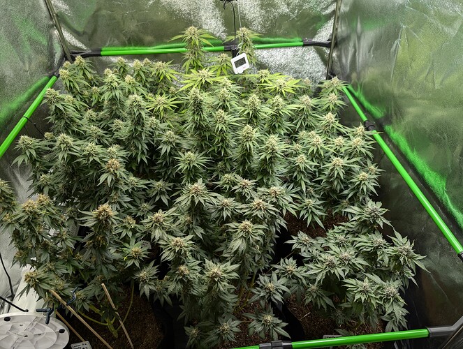 Growreport Bild 1