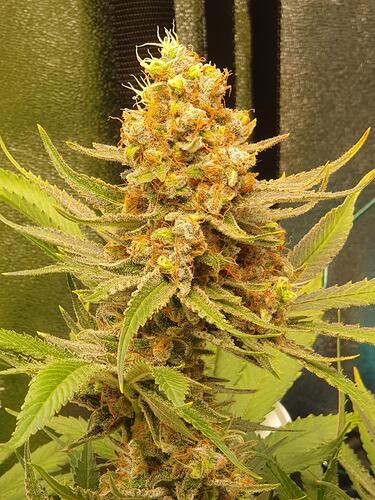 Growreport Bild 7