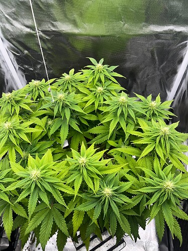 Growreport Bild 4