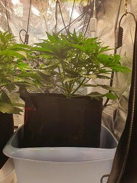 29 Tage_2025-05-25-161957_002