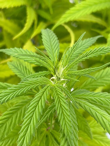 Growreport Bild 76