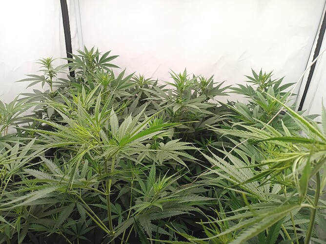 Growreport Bild 5